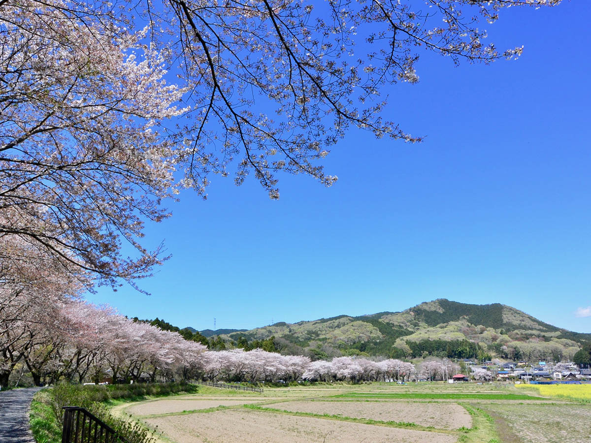 巾着田から日和田山を望む