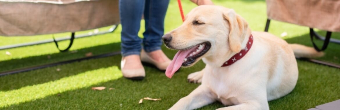 日高市で愛犬と暮らす｜庭をドッグランにできる広い土地探し