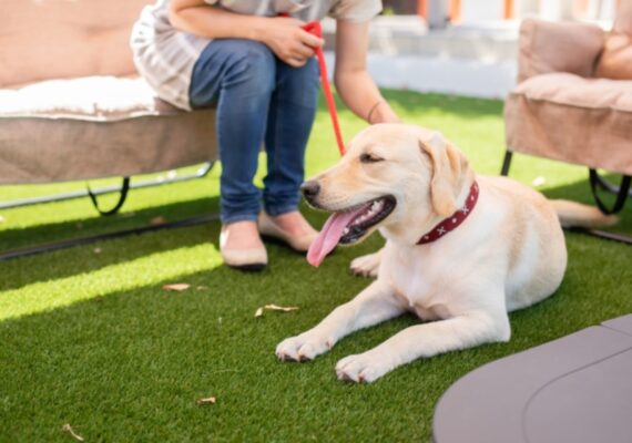 日高市で愛犬と暮らす｜庭をドッグランにできる広い土地探し