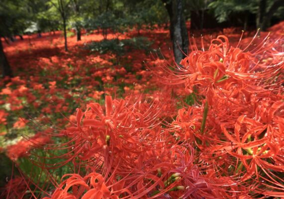 日高市旭ヶ丘の暮らしやすさを徹底解説！子育て世帯に嬉しい公園と自然環境の魅力